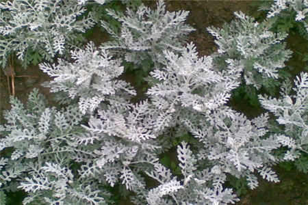 雪叶菊