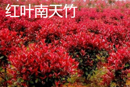 红叶南天竹