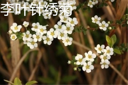 李叶绣线菊花朵