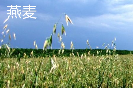 燕麦，植株·1.jpg