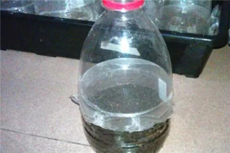 塑料瓶播种法