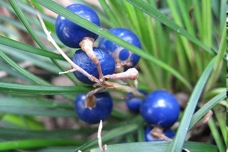 金刚菩提子