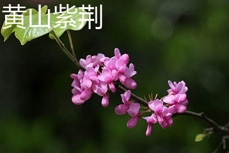 黄山紫荆
