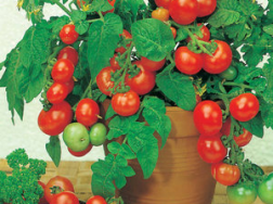 家里种“小西红柿”不结果，注意这3点，30天果实挂枝头！