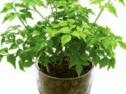 菜豆树 | 适合客厅养的水养植物