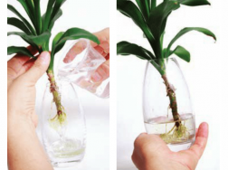 如何为水培植物补水换水