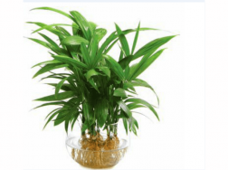 棕竹 | 适合客厅养的水养植物