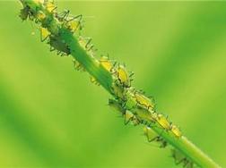 飞燕草常见虫害及防治方法