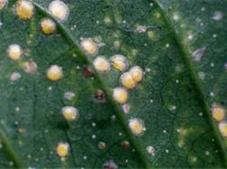 红花石斛常见虫害及防治方法