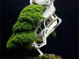 舍利干——越病越美的盆景艺术
