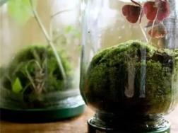 用罐头瓶造出个苔藓微景观