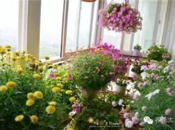 封闭阳台、室内窗台也能打造超美花园
