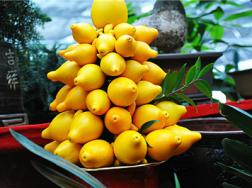 黄金果（乳茄）的病虫害及其防治