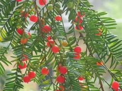 红豆杉的病虫害及其防治
