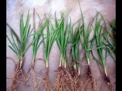 麦冬草的病害及其防治