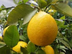 柠檬的病害及其防治