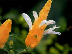 金苞花的病虫害及其防治