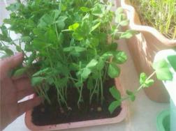 阳台豌豆苗种植方法