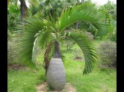 酒瓶椰子的病虫害及其防治