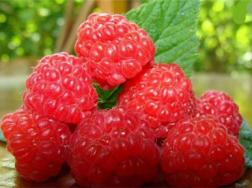 盆栽树莓的种植方法