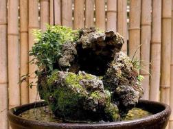 盆景放苔藓怎么浇水