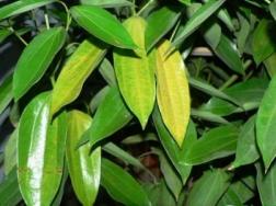 冬天植物发黄的原因和解决方法
