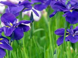 紫罗兰不开花是怎么回事