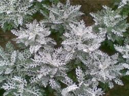 雪叶菊的养殖方法