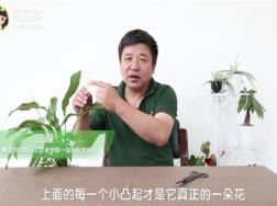 白掌变成“绿掌”怎么办