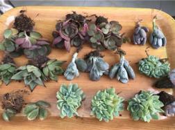 1块钱买盆花，养1年，给1000都不卖！