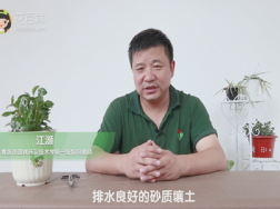 豆瓣绿用什么土养