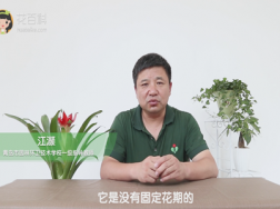 鸿运当头一年开几次花