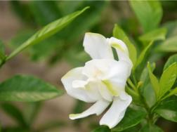 栀子一年可以开几次花