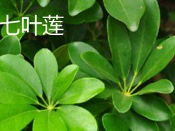 七叶莲和鸭掌木的区别