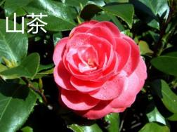 山茶和滇山茶的区别