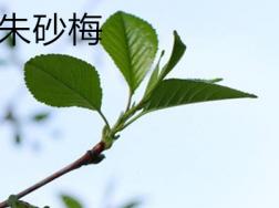 朱砂梅与骨红梅的区别