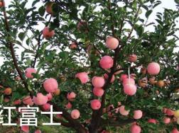 红富士有哪些特征