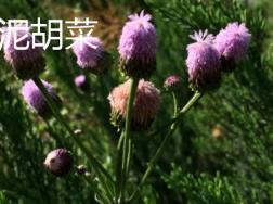 泥胡菜与荠菜区别