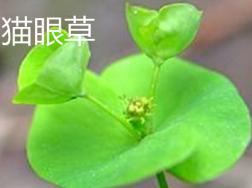 猫眼草与泽漆的区别