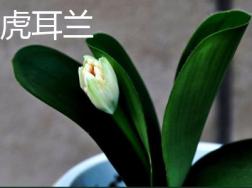 虎耳兰与虎尾兰的区别