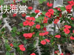 铁海棠和海棠花的区别