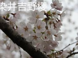 染井吉野樱和大岛樱的区别在哪