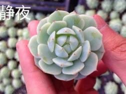 静夜和甘草船长的区别
