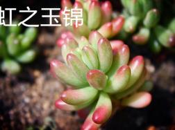 虹之玉锦和虹之玉的区别