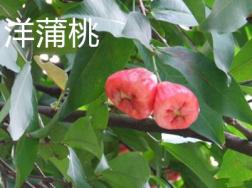 洋蒲桃和蒲桃的区别