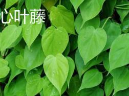 心叶藤和绿萝的区别