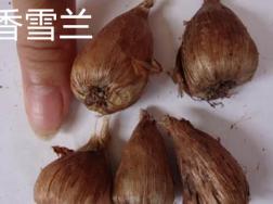 香雪兰是什么花