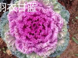 羽衣甘蓝和紫甘蓝的区别