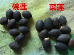 花骗子最爱卖的花，不是假花就是死苗