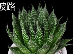怎么辨别波路